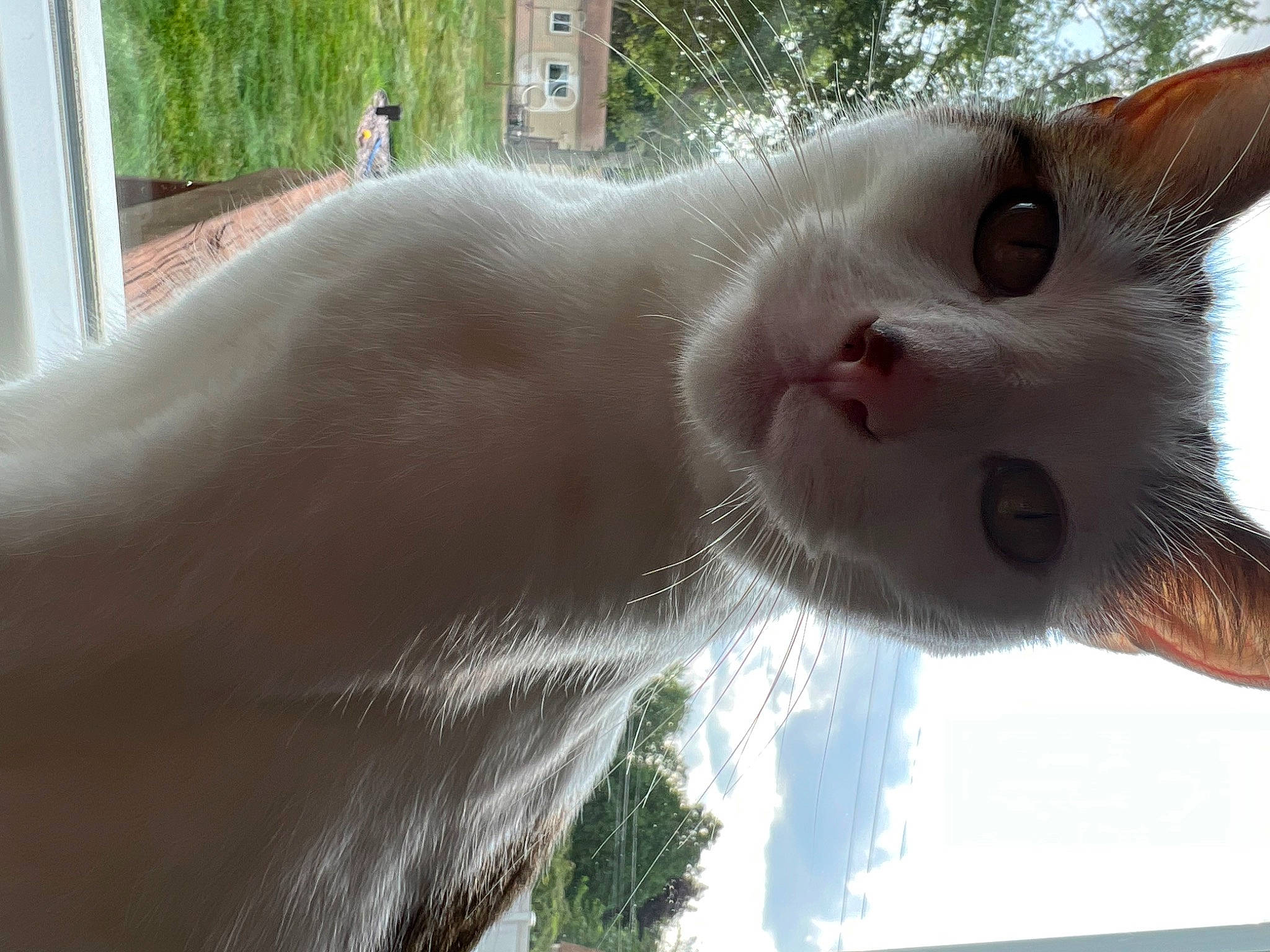 Herbie is registered to the contest to win money with this photo: carnivore, cat, domestic_short_haired_cat, fawn, felidae, fur, grass, plant, sky, small_to_medium_sized_cats, snout, tail, terrestrial_animal, whiskers