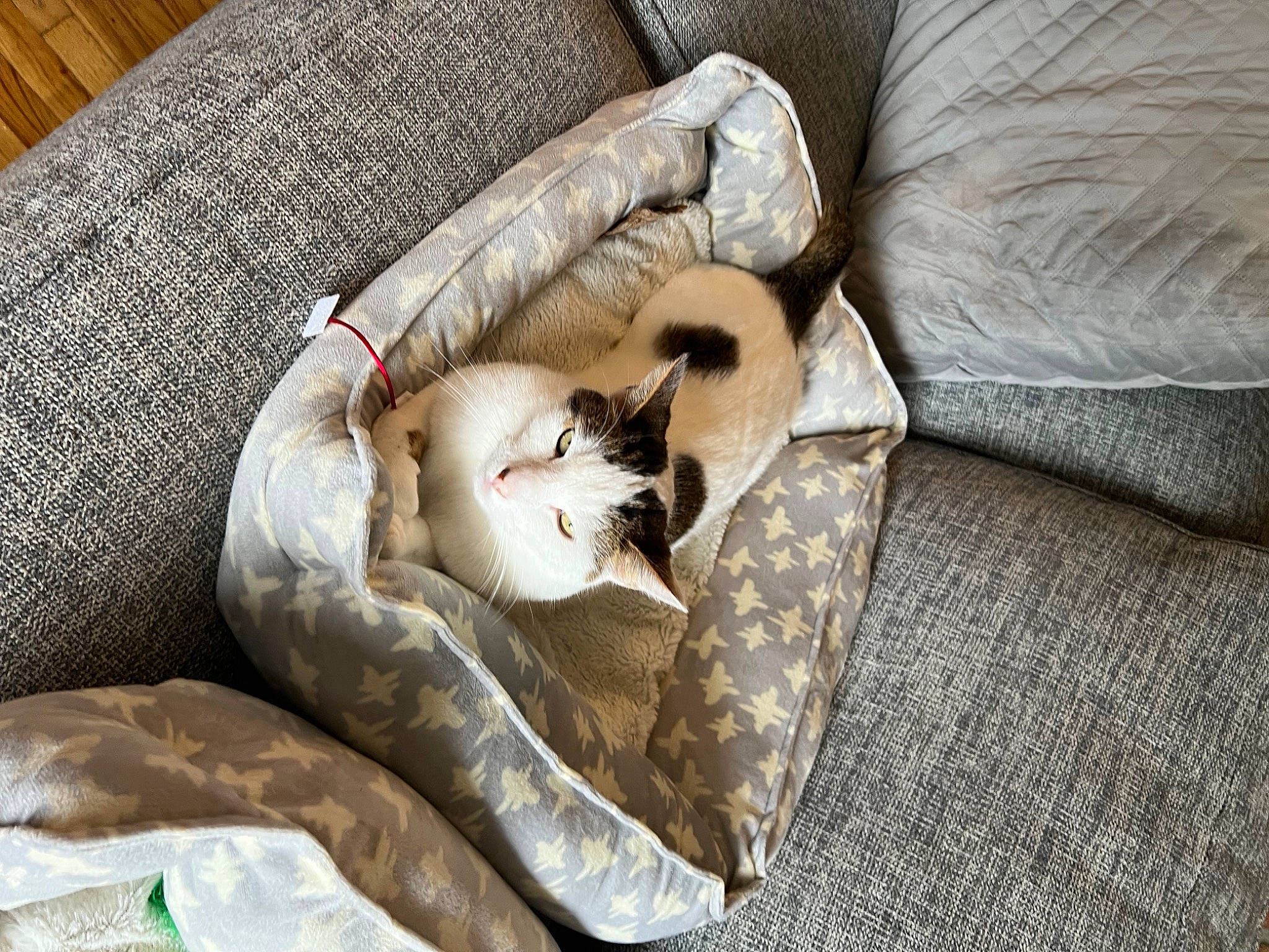 Herbie is registered to the contest to win money with this photo: bedding, canidae, carnivore, cat, comfort, domestic_short_haired_cat, fawn, felidae, fur, grey, linens, mammal, nap, paw, small_to_medium_sized_cats, sporting_group, tail, textile, whiskers, wood