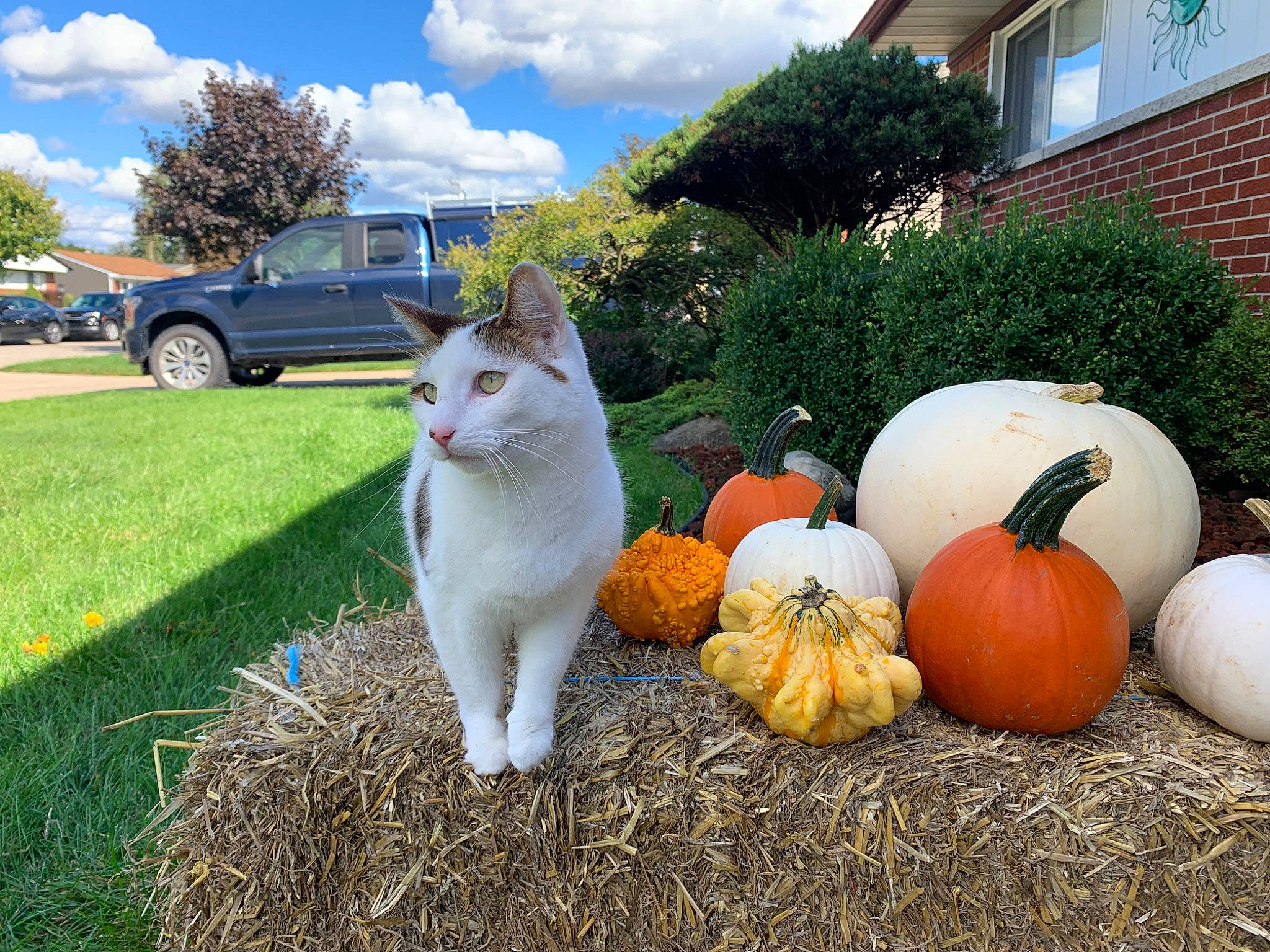 Herbie is registered to the contest to win money with this photo: calabaza, car, carnivore, cat, cloud, cucurbita, fawn, felidae, gourd, grass, lawn, plant, pumpkin, sky, small_to_medium_sized_cats, squash, tree, wheel, whiskers, winter_squash