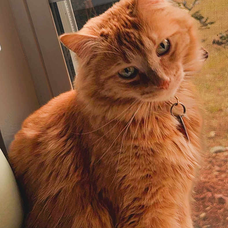 Keanu Rocky is registered to the contest to win money with this photo: animal, background, cat, closeup, collar, curious, domestic_cat, feline, fluffy, fur, indoor, looking, natural_light, orange_cat, pet, screen, sitting, tag, whiskers, window