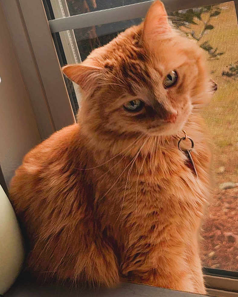 Keanu Rocky is registered to the contest to win money with this photo: cat, orange_cat, fluffy, indoor, window, collar, pet, feline, curious, closeup, domestic_cat, animal, whiskers, fur, sitting, natural_light, screen, background, tag, looking
