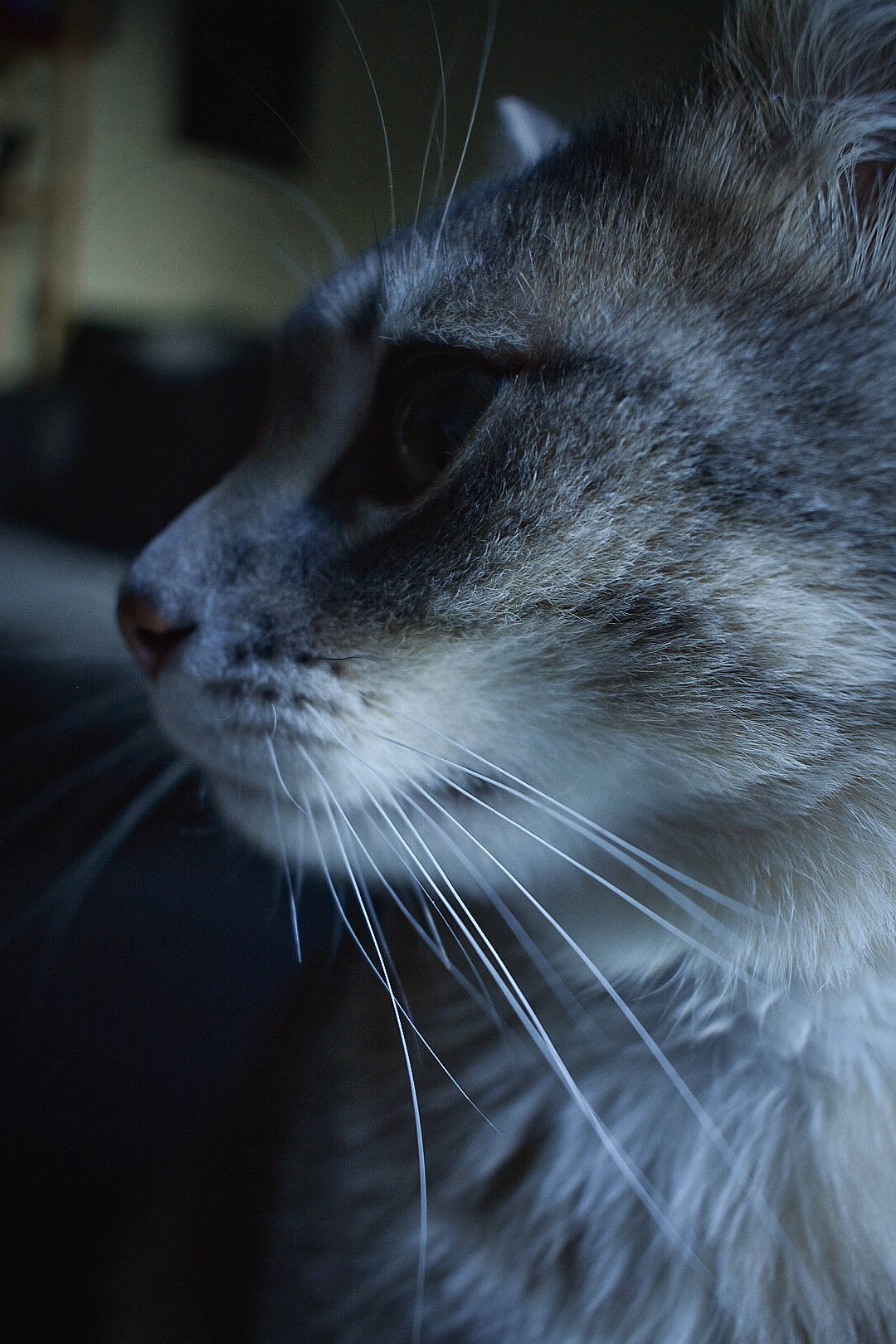 Roméo a rejoint le concours — aidez-le/la à gagner de superbes lots ! carnivore, cat, close_up, darkness, domestic_short_haired_cat, electric_blue, felidae, fur, monochrome, monochrome_photography, small_to_medium_sized_cats, snout, whiskers, wildlife