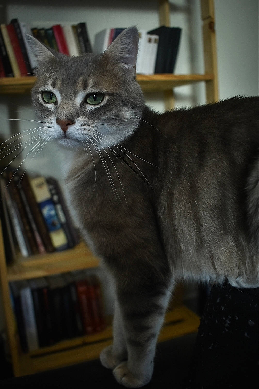 Roméo a rejoint le concours — aidez-le/la à gagner de superbes lots ! bookcase, carnivore, cat, claw, domestic_short_haired_cat, fawn, felidae, fur, grey, hardwood, paw, shelf, shelving, small_to_medium_sized_cats, snout, tail, terrestrial_animal, whiskers, window, wood