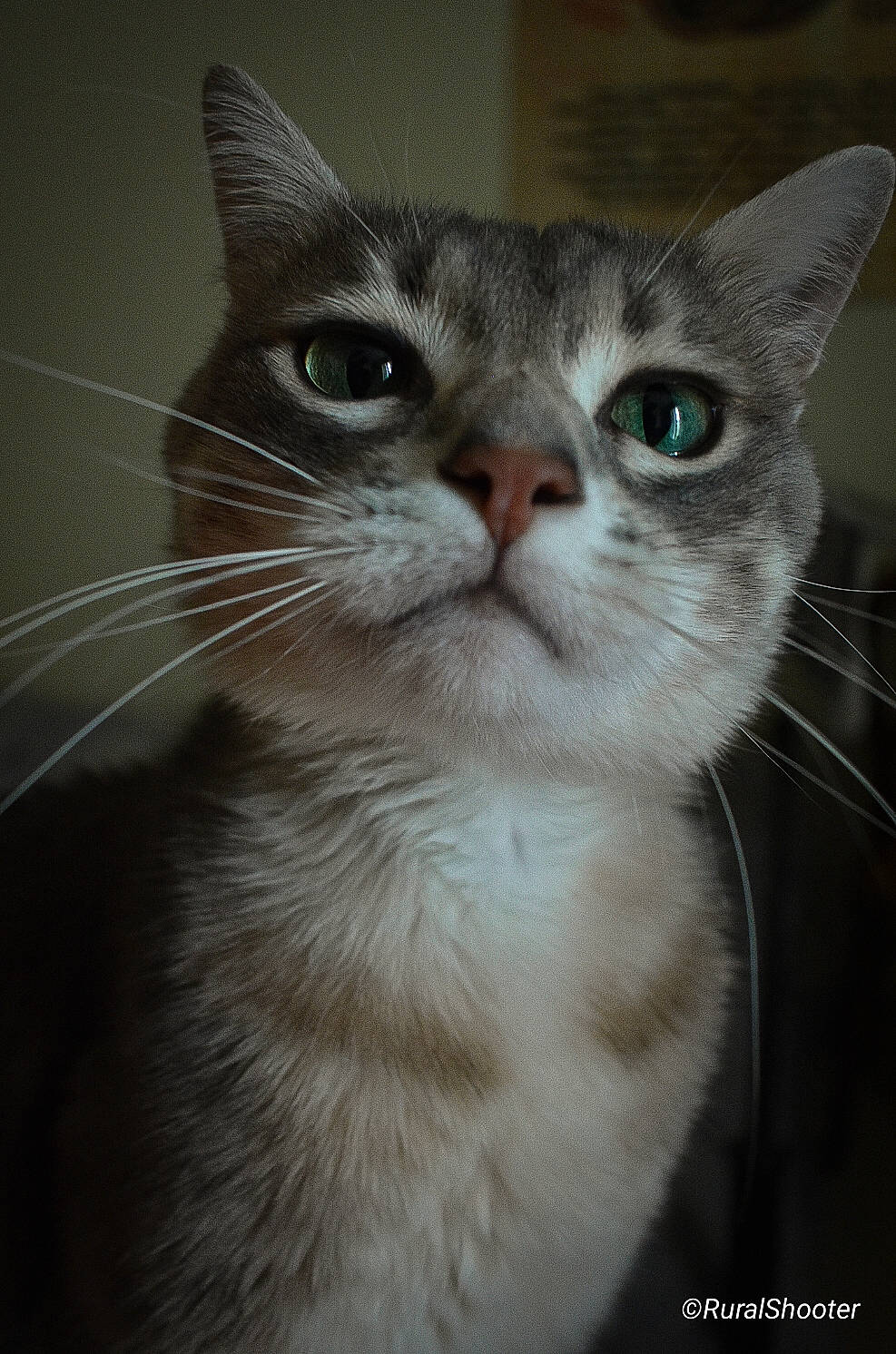 Roméo participe au concours pour gagner de l'argent avec cette photo : box, carnivore, cat, domestic_short_haired_cat, felidae, fur, paw, small_to_medium_sized_cats, snout, whiskers