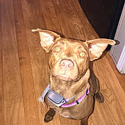 Bella is registered to the contest to win money with this photo: dog, pet, brown_dog, hardwood_floor, water_bowl, metal_bowl, collar, gps_collar, kitchen, fridge, indoor, flash, closeup, sitting, looking_up, pointy_ears, yellow_eyes, wooden_floor, attentive, floorboards