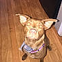 dog, pet, brown_dog, hardwood_floor, water_bowl, metal_bowl, collar, gps_collar, kitchen, fridge, indoor, flash, closeup, sitting, looking_up, pointy_ears, yellow_eyes, wooden_floor, attentive, floorboards