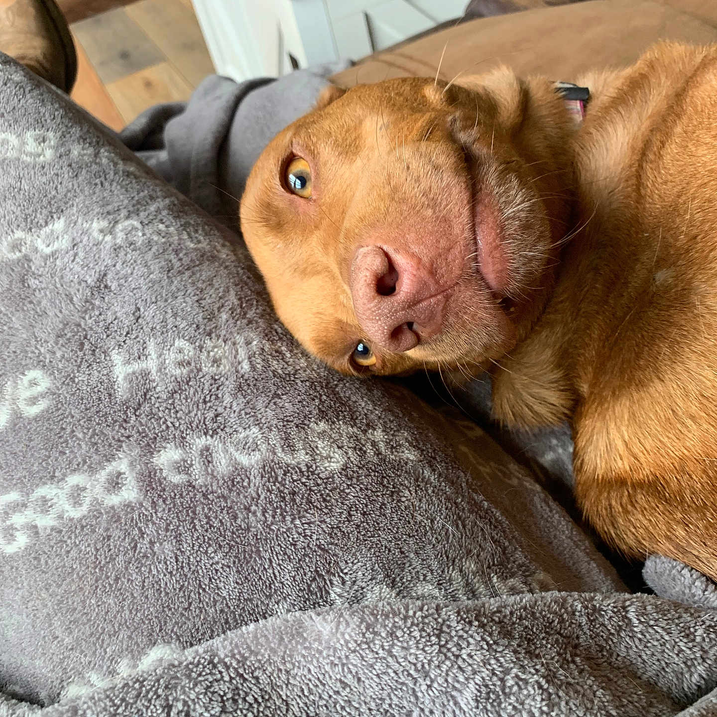 Bella is registered to the contest to win money with this photo: blanket, brown_dog, close_up, collar, couch, cozy, dog, dog_face, eye, fur, indoor, living_room, lying_down, nose, pet, relaxed, snout, soft_texture, table, wood_floor