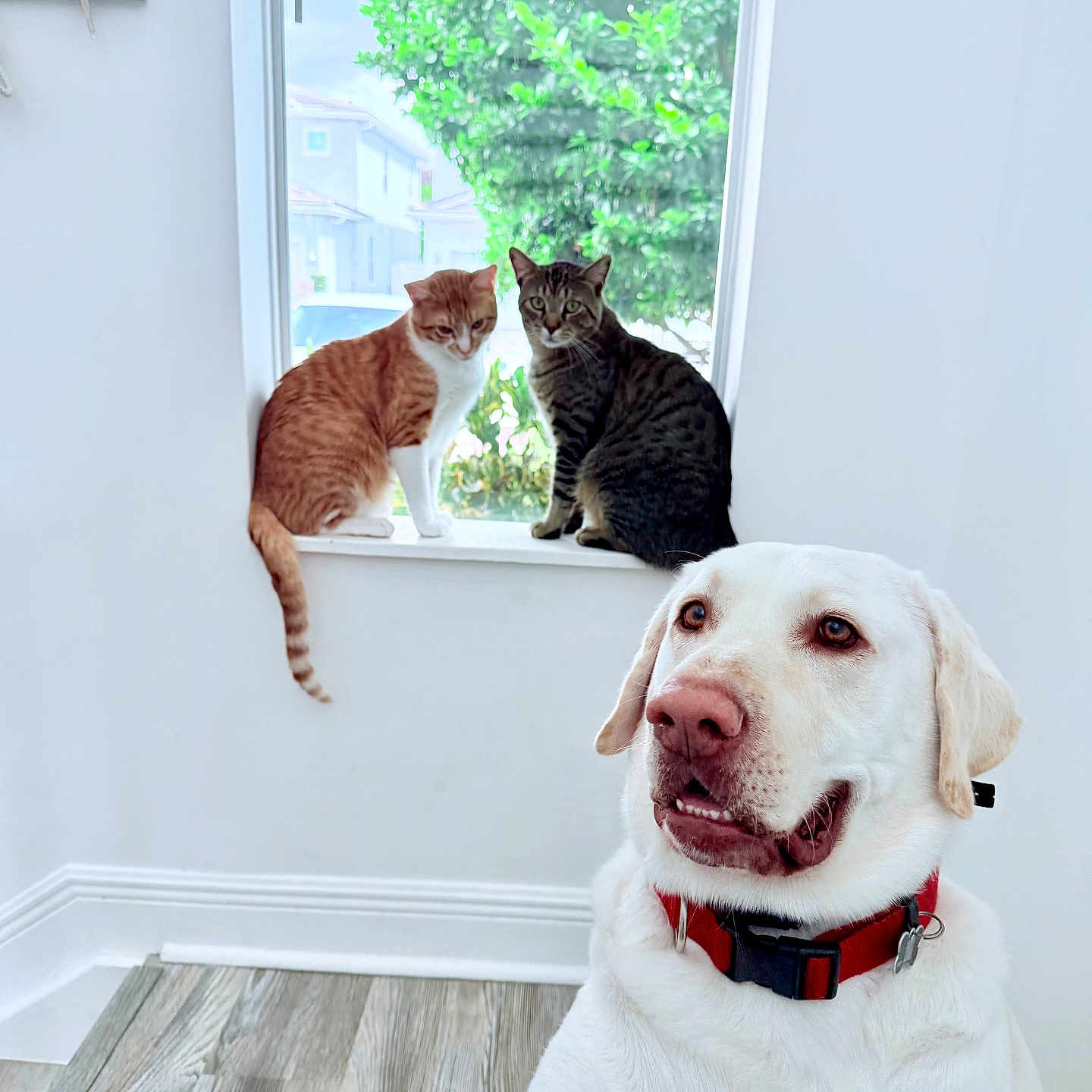Locky is registered to the contest to win money with this photo: animal, cat, collar, curious, dog, domestic_animals, greenery, house, indoor, natural_light, orange_cat, pets, red_collar, sitting, tabby_cat, wall, white_dog, window, windowsill, wooden_floor