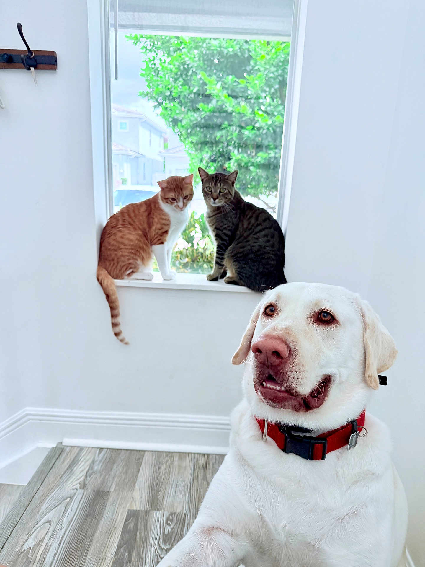 Locky is registered to the contest to win money with this photo: dog, white_dog, red_collar, cat, orange_cat, tabby_cat, window, windowsill, indoor, wooden_floor, greenery, pets, animal, domestic_animals, curious, sitting, natural_light, house, wall, collar
