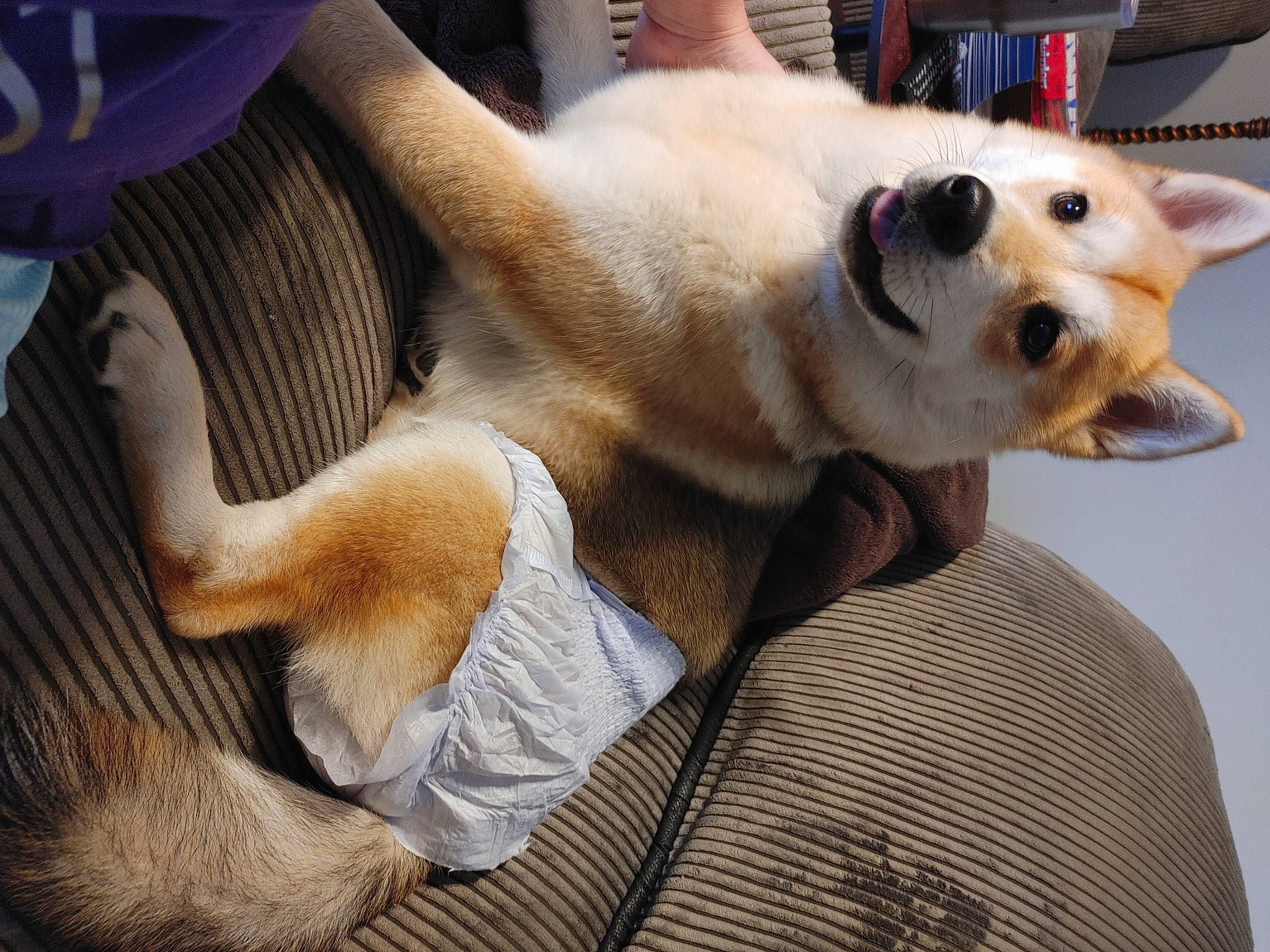 Sakara is registered to the contest to win money with this photo: aspin, canidae, carnivore, companion_dog, dog, dog_breed, ear, fawn, korean_jindo_dog, mammal, non_sporting_group, nose, paw, photo_caption, puppy, puppy_love, snout, tail, vertebrate, whiskers