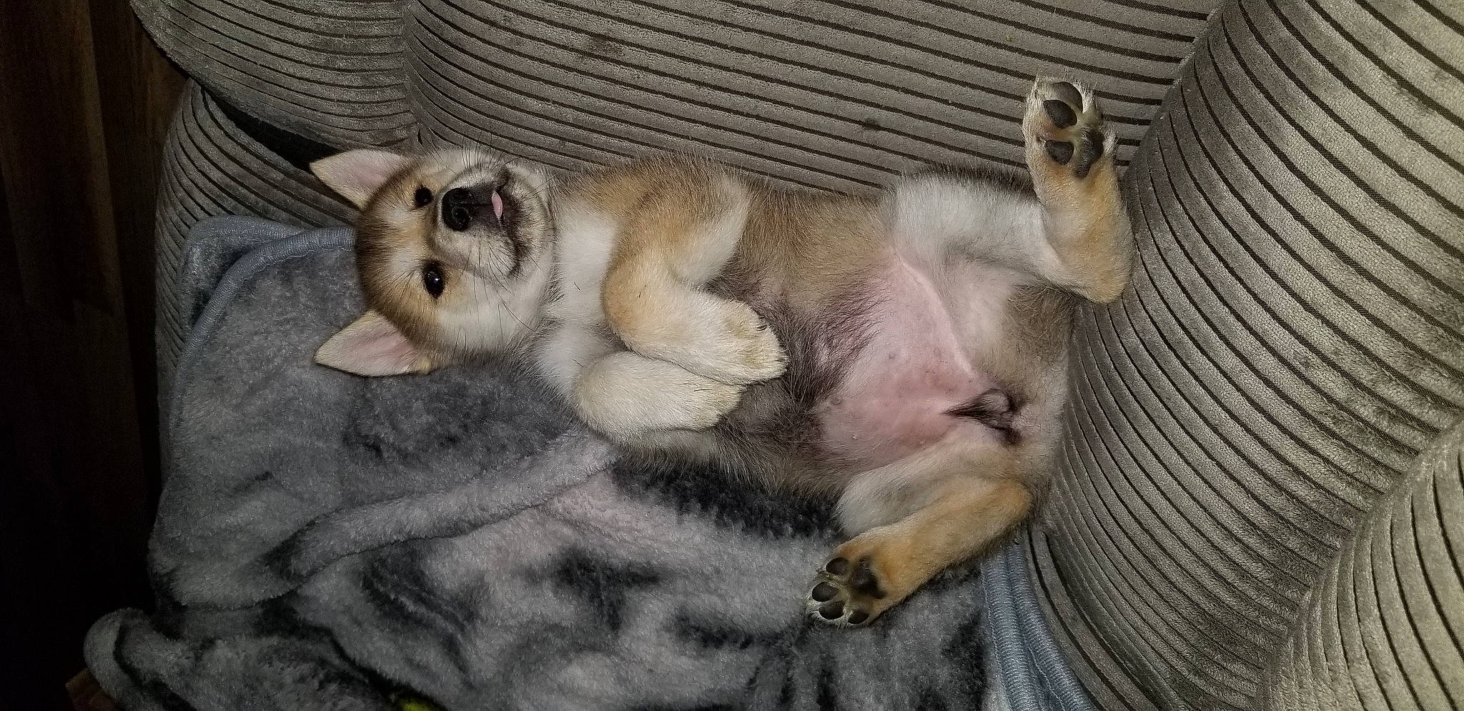 Sakara joined the competition — help win amazing prizes! balinese, burmilla, canidae, carnivore, cat, fawn, felidae, kitten, mammal, paw, siamese, singapura, small_to_medium_sized_cats, tail, thai, tonkinese, whiskers