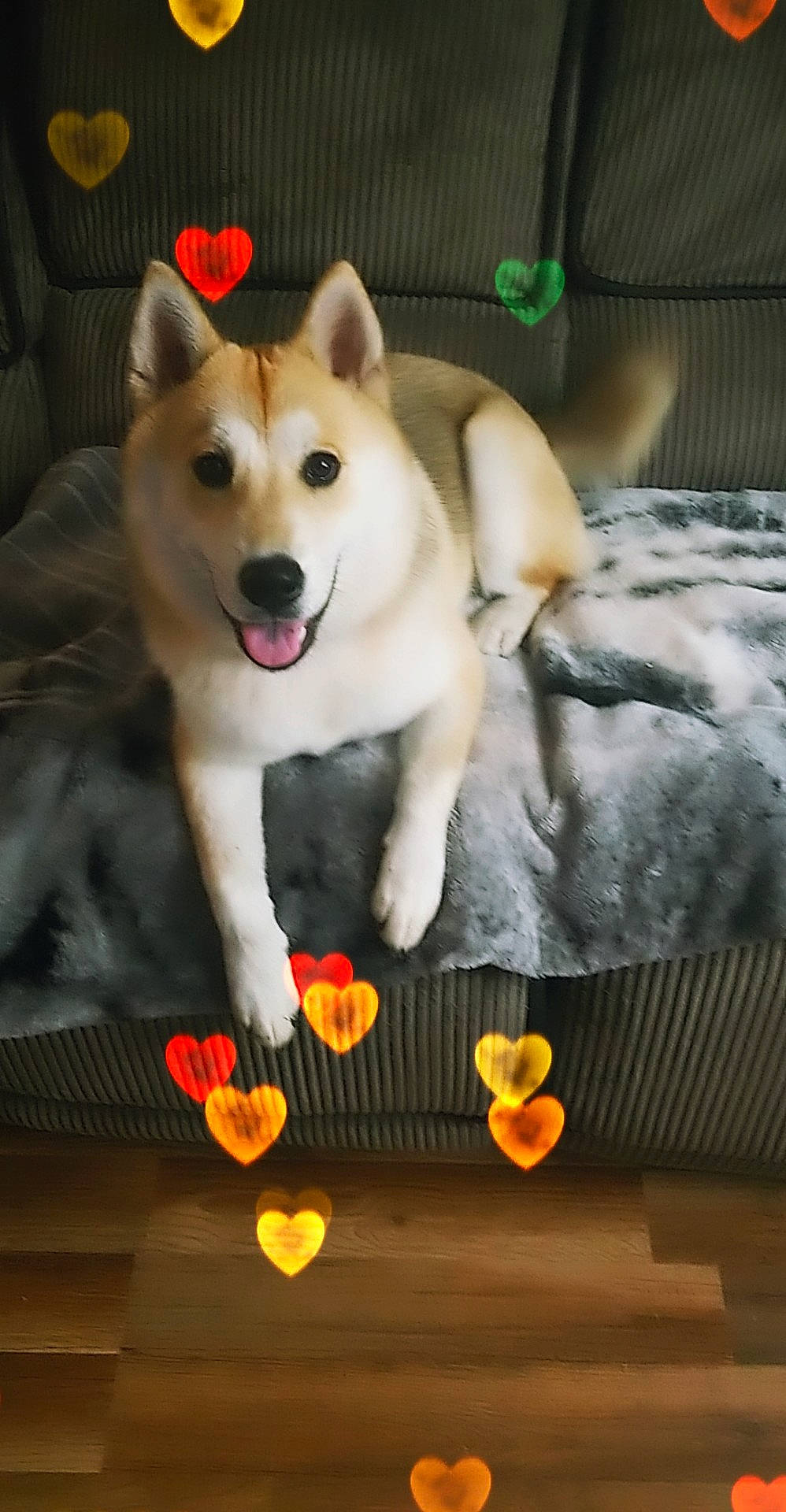 Sakara is registered to the contest to win money with this photo: akita, akita_inu, ancient_dog_breeds, canaan_dog, canidae, carnivore, dog, dog_breed, kishu, korean_jindo_dog, mammal, norwegian_buhund, rare_breed_dog, sakhalin_husky, shiba_inu, shikoku, siberian_husky, snout, vertebrate, working_dog