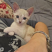 Milo participe au concours pour gagner de l'argent avec cette photo : kitten, cat, pet, blue_eyes, person, arm, bracelet, bed, blanket, pillow, floral_pattern, indoor, cute, resting, close_up, fur, young_animal, cozy, comfort, human