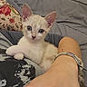 kitten, cat, pet, blue_eyes, person, arm, bracelet, bed, blanket, pillow, floral_pattern, indoor, cute, resting, close_up, fur, young_animal, cozy, comfort, human