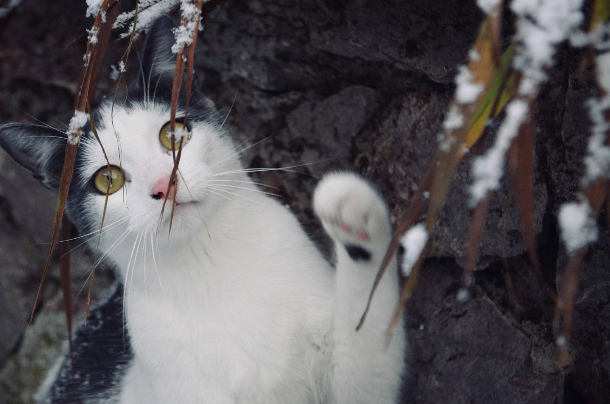 Katia joined the competition — help win amazing prizes! carnivore, cat, felidae, fur, organism, small_to_medium_sized_cats, snout, terrestrial_animal, vertebrate, whiskers