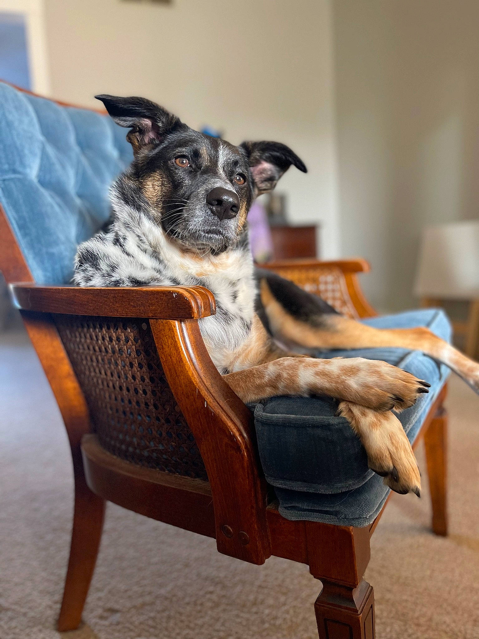 Tony is registered to the contest to win money with this photo: carnivore, chair, comfort, companion_dog, couch, dog, dog_breed, dog_supply, fawn, flooring, fur, furniture, hardwood, houseplant, plant, snout, sporting_group, whiskers, wood, working_animal