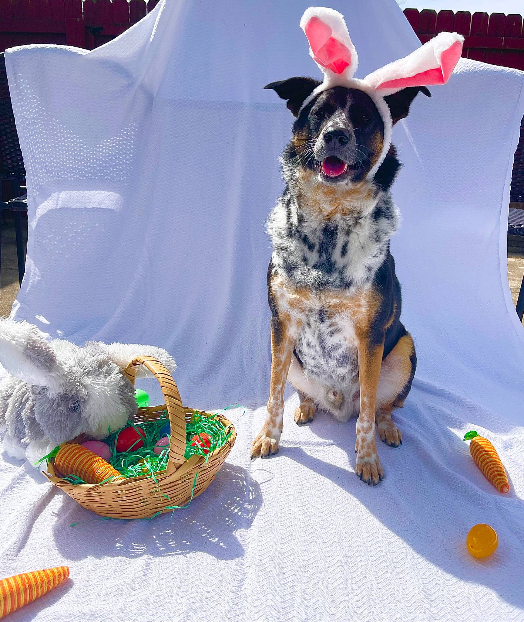 Tony is registered to the contest to win money with this photo: carnivore, collar, companion_dog, dog, dog_breed, dog_clothes, dog_collar, dog_supply, event, fashion_accessory, home_accessories, leisure, linens, mammal, pet_supply, pillow, recreation, throw_pillow, winter, working_dog