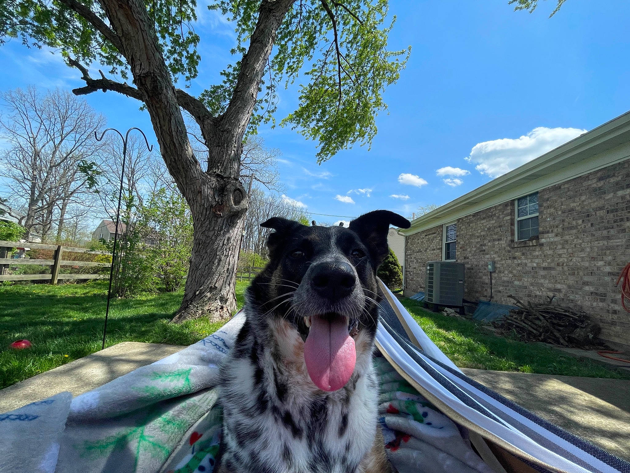 Tony joined the competition — help win amazing prizes! australian_cattle_dog, building, carnivore, cloud, collar, companion_dog, dog, dog_breed, dog_collar, grass, house, leisure, plant, sky, snout, sporting_group, tree, whiskers, window, working_animal