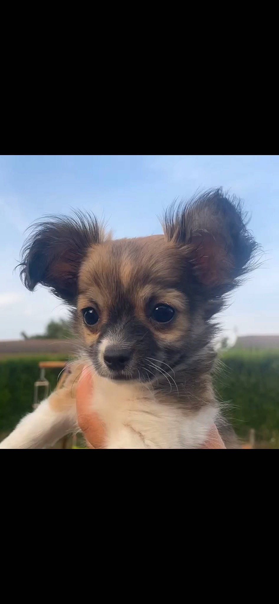 Saïko participe au concours pour gagner de l'argent avec cette photo : canidae, carnivore, chihuahua, cloud, companion_dog, dog, dog_breed, dog_supply, fawn, fur, liver, plant, puppy, sky, snout, sporting_group, terrestrial_animal, toy_dog, whiskers