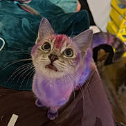 Momo joined the competition — help win amazing prizes! kitten, cat, colorful_fur, purple, pink, pet, curious, whiskers, indoor, bed, blanket, furniture, closeup, cute, young_animal, animal, looking_up, domestic_cat, feline, playful