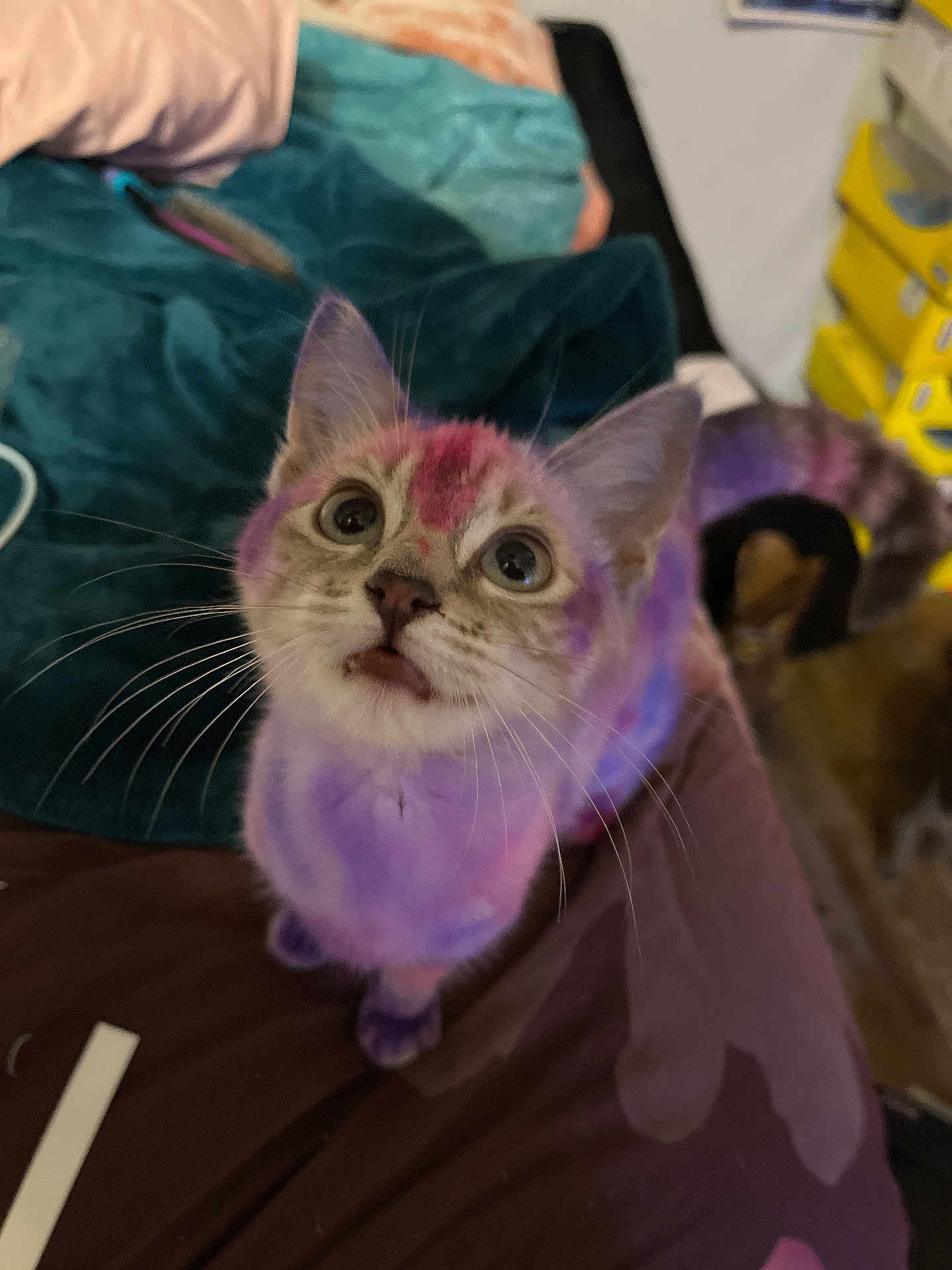 Momo joined the competition — help win amazing prizes! kitten, cat, colorful_fur, purple, pink, pet, curious, whiskers, indoor, bed, blanket, furniture, closeup, cute, young_animal, animal, looking_up, domestic_cat, feline, playful