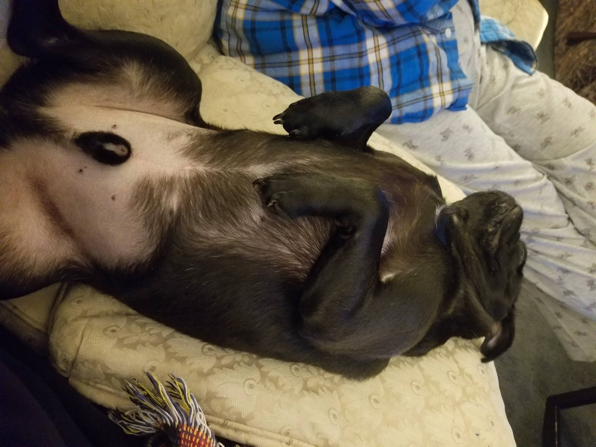 Bubba joined the competition — help win amazing prizes! canidae, carnivore, companion_dog, dog_breed, fawn, nap, snout, sporting_group