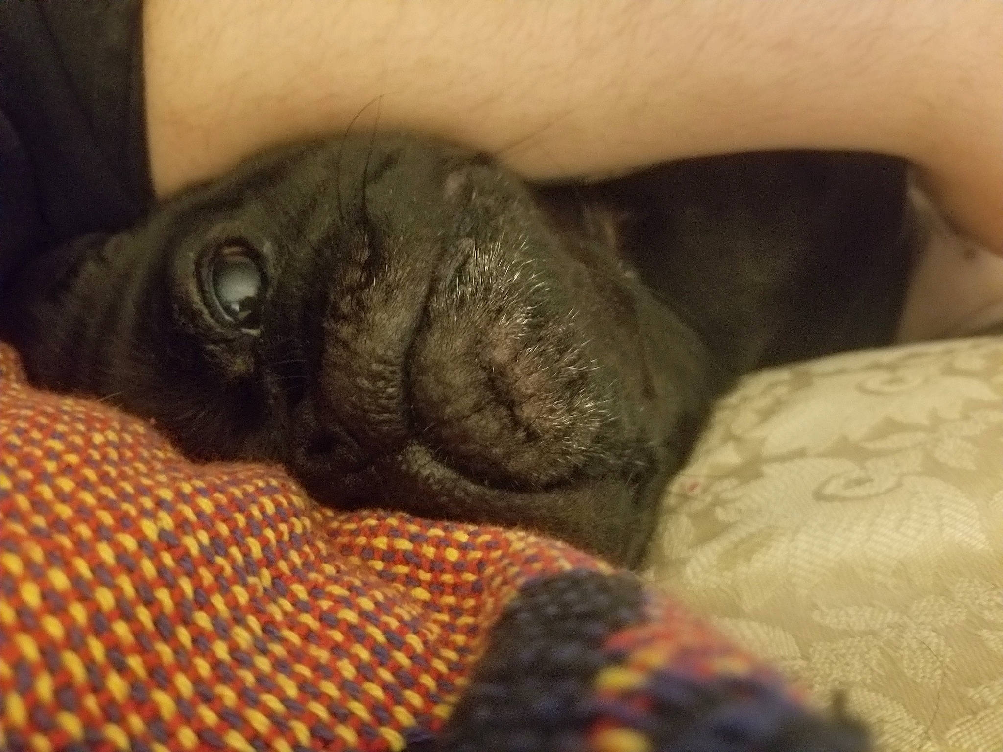 Bubba joined the competition — help win amazing prizes! canidae, carnivore, close_up, companion_dog, dog_breed, fawn, french_bulldog, nap, nose, photography, pug, puppy, skin, snout, whiskers, wrinkle