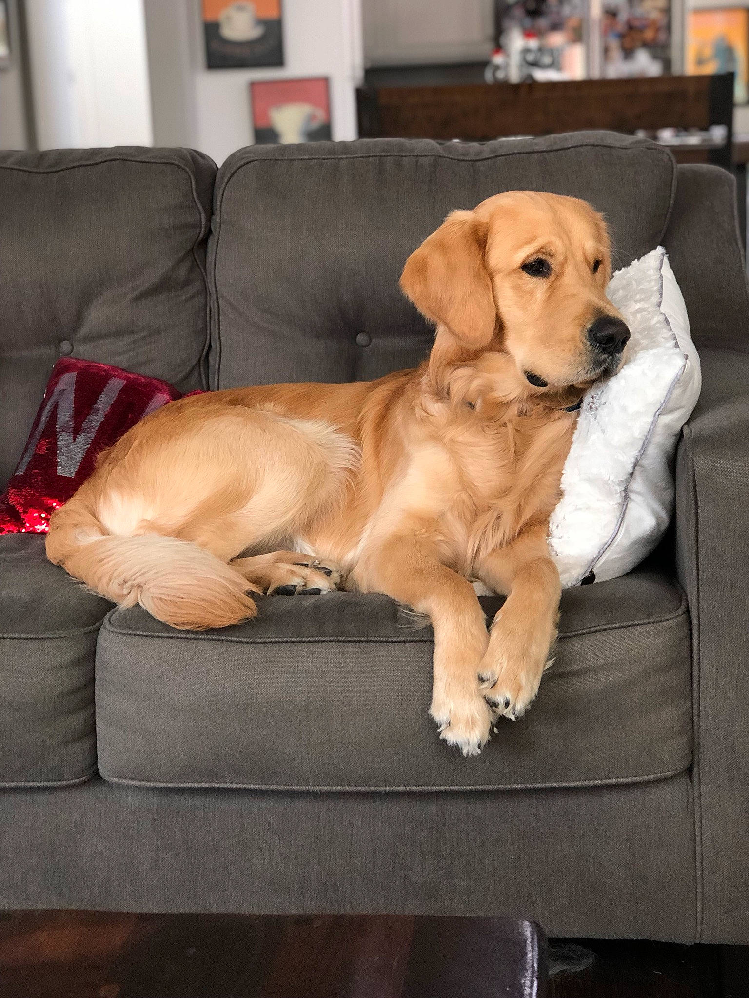 Falkor joined the competition — help win amazing prizes! canidae, carnivore, companion_dog, dog, dog_breed, fawn, golden_retriever, hovawart, mammal, paw, puppy, retriever, snout, sporting_group, vertebrate