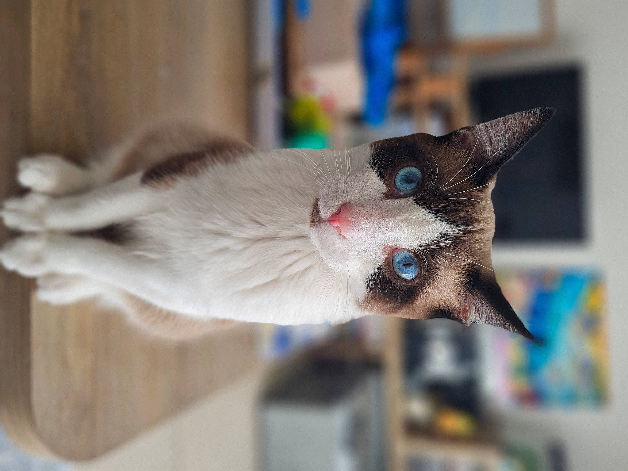 Bello a rejoint le concours — aidez-le/la à gagner de superbes lots ! carnivore, cat, collar, domestic_short_haired_cat, fang, felidae, fur, small_to_medium_sized_cats, tail, whiskers