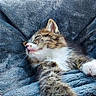 Opal is registered to the contest to win money with this photo: kitten, cat, fluffy, sleeping, relaxed, cute, animal, pet, whiskers, fur, white_fur, brown_fur, pink_nose, blue_blanket, cozy, closeup, portrait, indoors, resting, playful