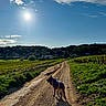 Nelson participe au concours pour gagner de l'argent avec cette photo : dog, canine, outdoor, countryside, vineyard, dirt_road, rural, village, landscape, sunlight, blue_sky, clouds, greenery, farmland, fields, trees, path, walking, scenic, nature