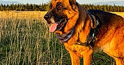 Nelson a rejoint le concours — aidez-le/la à gagner de superbes lots ! dog, german_shepherd, canine, pet, standing, panting, tongue, harness, bandana, outdoors, meadow, grass, field, forest, trees, blue_sky, clouds, sunlight, nature, portrait