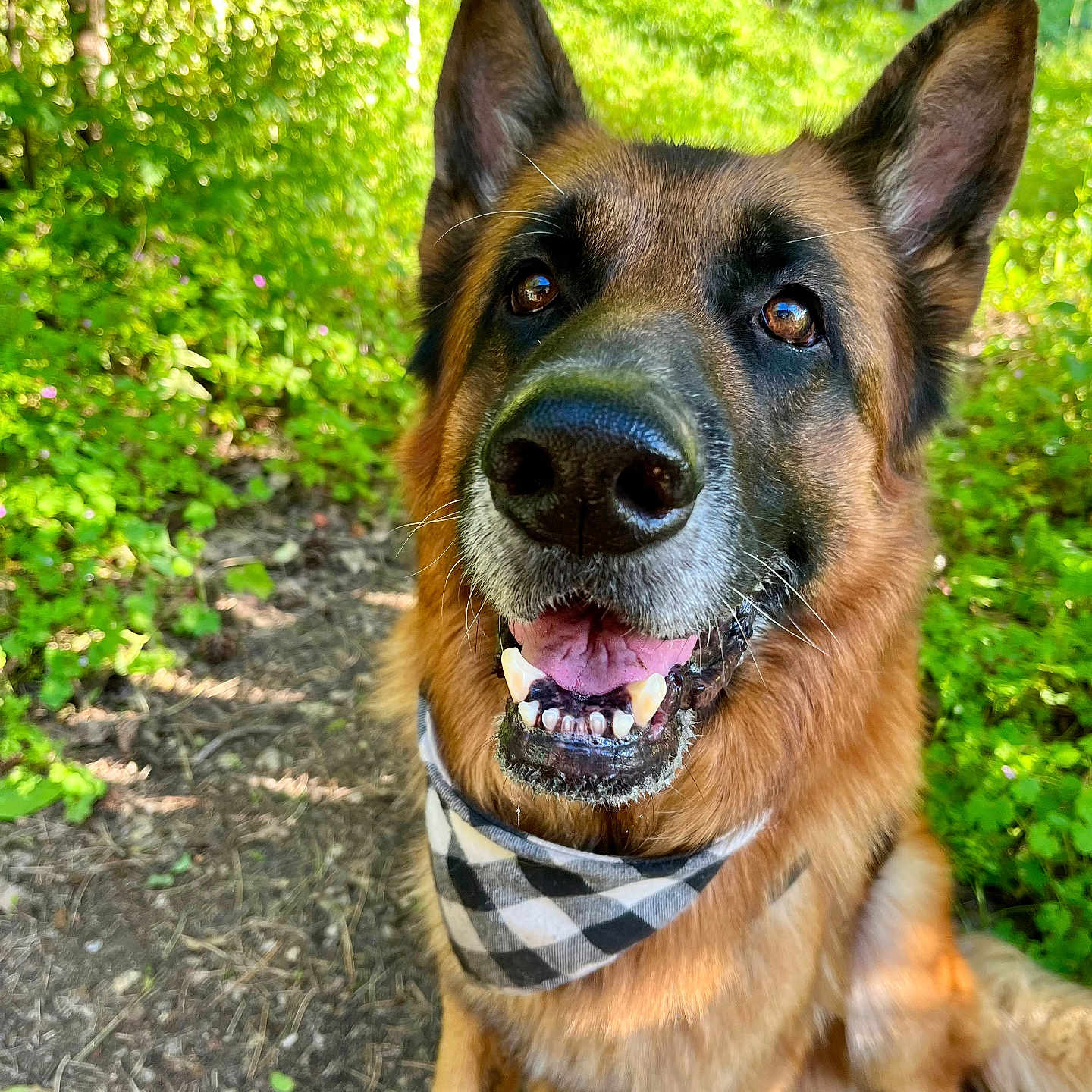 Nelson participe au concours pour gagner de l'argent avec cette photo : dog, german_shepherd, pet, canine, portrait, close_up, smiling, happy, outdoors, garden, greenery, nature, bandana, checkered, fur, ears, nose, teeth, sitting, sunlight