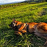 dog, brown_dog, lying_down, grass, outdoors, vineyard, countryside, landscape, mountains, hills, sunlight, sunny, harness, leash, animal, pet, relaxed, belly_up, greenery, rural
