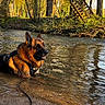Nelson participe au concours pour gagner de l'argent avec cette photo : dog, german_shepherd, animal, pet, river, stream, water, outdoor, nature, woodland, forest, autumn, golden_light, reflection, wet, harness, standing_water, ripples, portrait, scenic