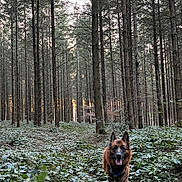 Nelson participe au concours pour gagner de l'argent avec cette photo : dog, german_shepherd, canine, pet, animal, outdoors, forest, woodland, trees, pine_trees, greenery, foliage, leaves, nature, trail, running, standing, open_mouth, tongue_out, portrait