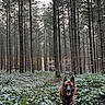 dog, german_shepherd, canine, pet, animal, outdoors, forest, woodland, trees, pine_trees, greenery, foliage, leaves, nature, trail, running, standing, open_mouth, tongue_out, portrait