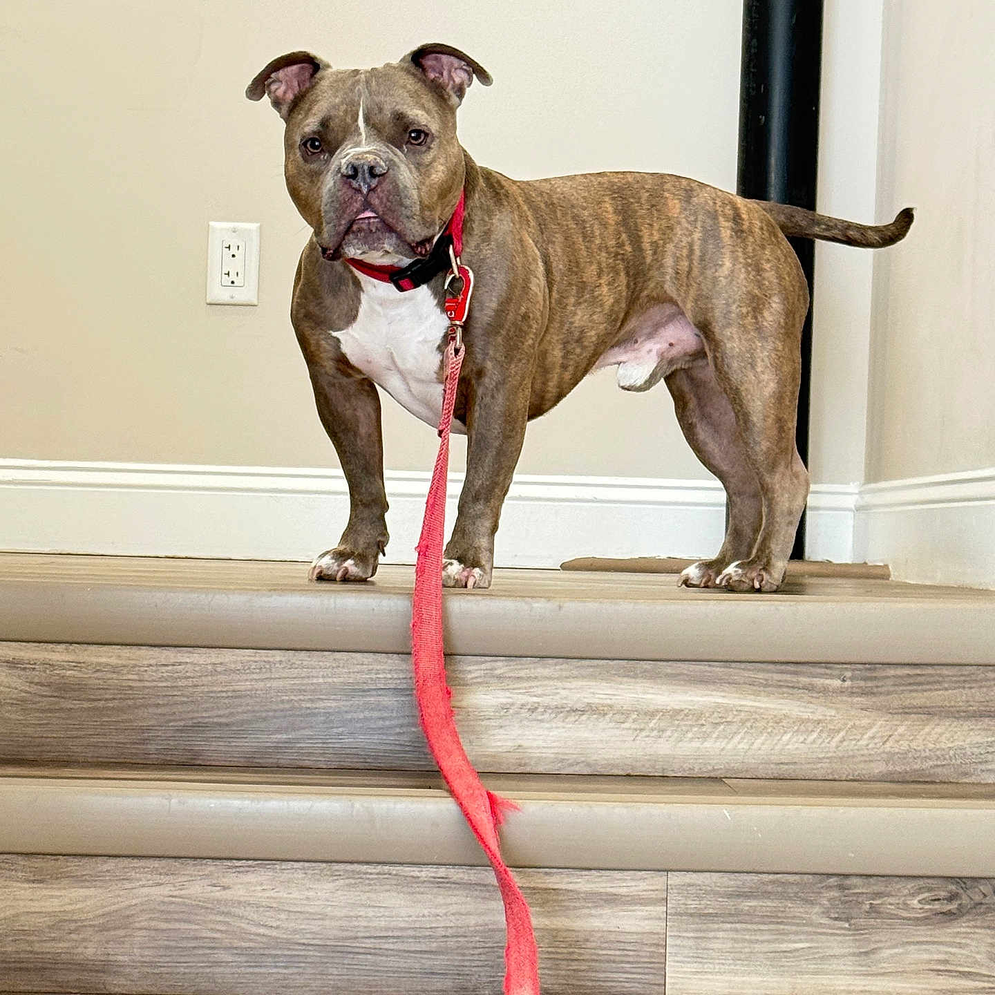 Mikey River joined the competition — help win amazing prizes! dog, brindle, stairs, leash, collar, indoor, wooden_floor, pet, canine, standing, brown, white_chest, wall, power_outlet, flooring, domestic_animal, animal, leash_tug, alert, pet_accessory