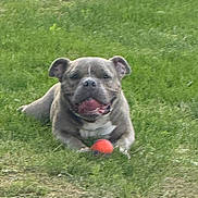 Mikey River is registered to the contest to win money with this photo: dog, grass, ball, outdoor, pet, playful, canine, animal, tongue, happy, nature, summer, green, laying, fun, toy, field, daylight, muzzle, ears
