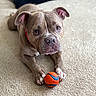 dog, pet, indoor, carpet, toy, ball, brown_dog, canine, playing, looking_up, ears, paws, close_up, animal, red_collar, floor, cute, domestic_animal, companion, waiting