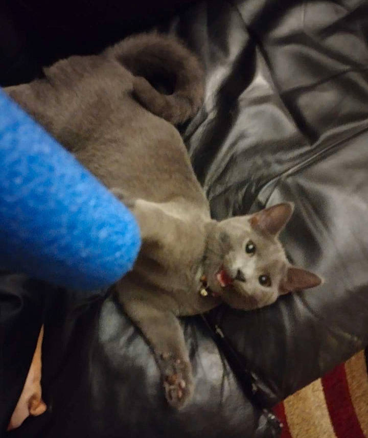 Loki is registered to the contest to win money with this photo: canidae, carnivore, cat, claw, cloud, comfort, domestic_short_haired_cat, fawn, felidae, fur, grey, nap, paw, small_to_medium_sized_cats, tail, whiskers