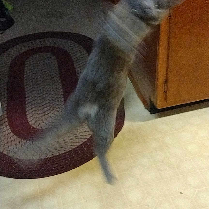 Loki