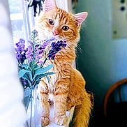 Biscuit joined the competition — help win amazing prizes! animal, cat, closeup, curious, cute, domestic, ears, feline, flower, fluffy_fur, indoor, natural_light, orange_tabby, pet, purple_flower, sitting, tail, vase, whiskers, windowsill