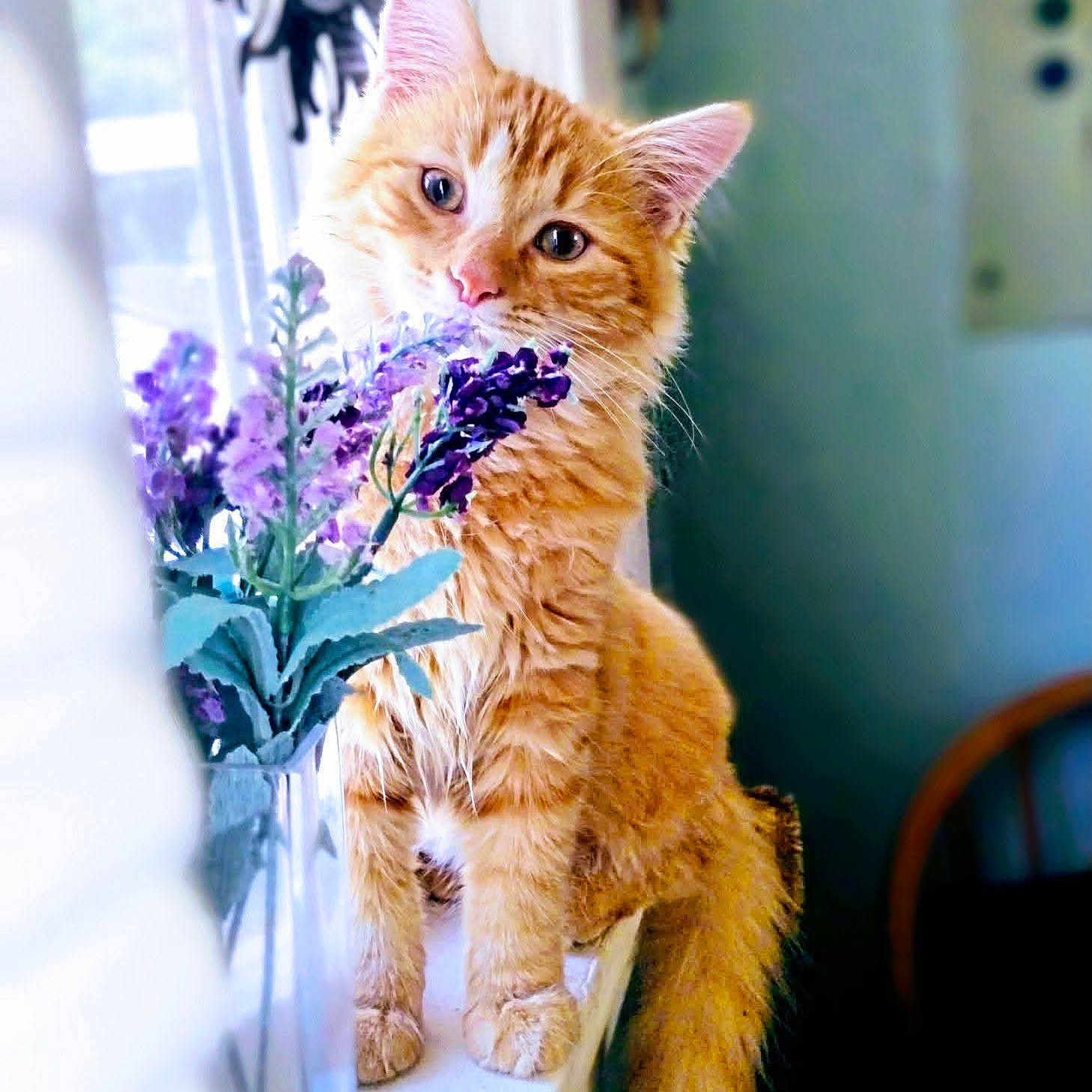 Biscuit