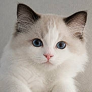 Diego is registered to the contest to win money with this photo: adorable, animal, blue_eyes, cat, close_up, curious, cute, domestic_cat, feline, fluffy, indoor, kitten, paw, pet, pink_nose, portrait, soft, whiskers, white_fur, young