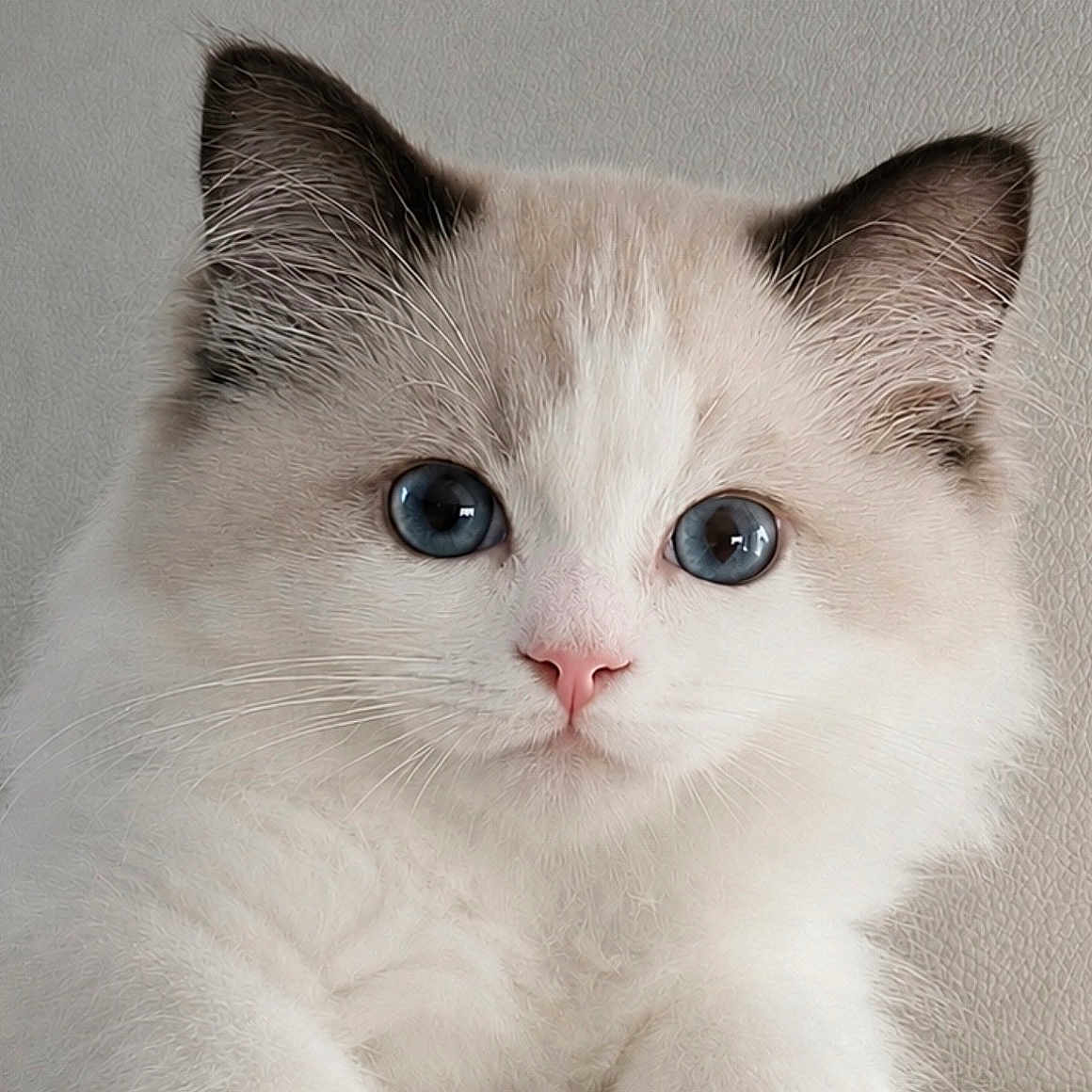 Diego