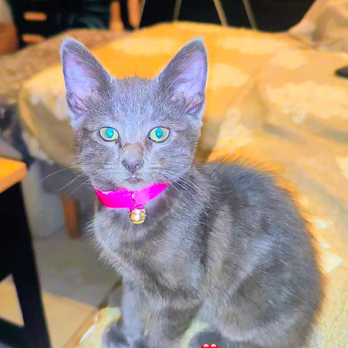 Mylla