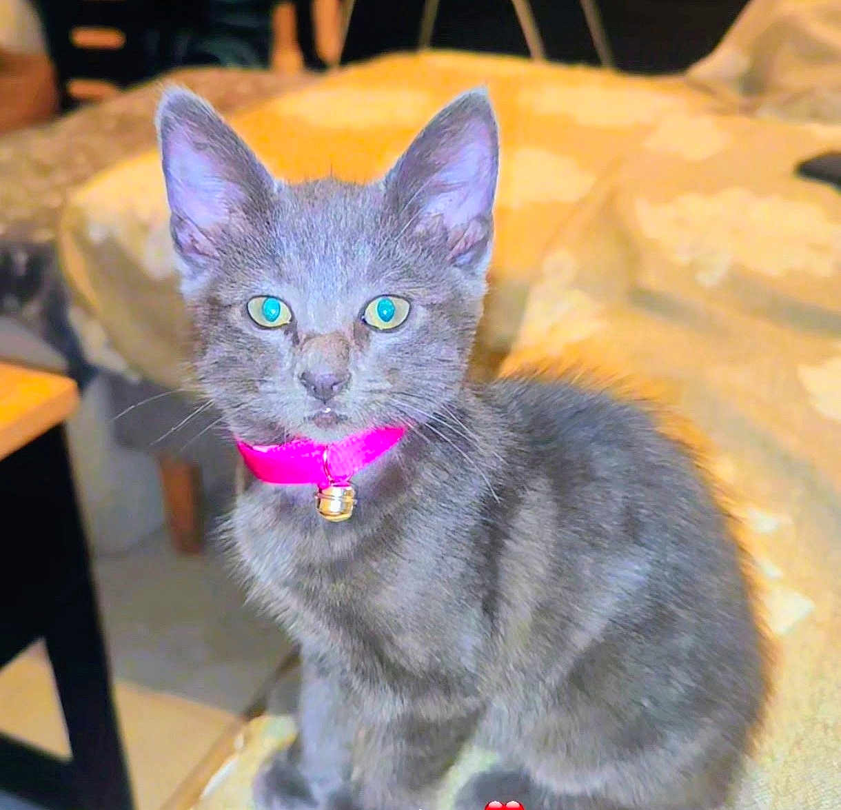 Mylla participe au concours pour gagner de l'argent avec cette photo : kitten, cat, gray_cat, pink_collar, bell, pet, indoor, bed, blanket, bedding, whiskers, green_eyes, closeup, portrait, sitting, feline, cute, domestic_animal, furniture, nightstand