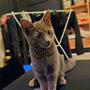 Mylla a rejoint le concours — aidez-le/la à gagner de superbes lots ! cat, kitten, gray_cat, black_cat, pet, whiskers, big_eyes, fur, indoor, drying_rack, clothes, shelf, storage_boxes, toolkit, screwdriver_bits, table, door, home_interior, portrait, curiosity