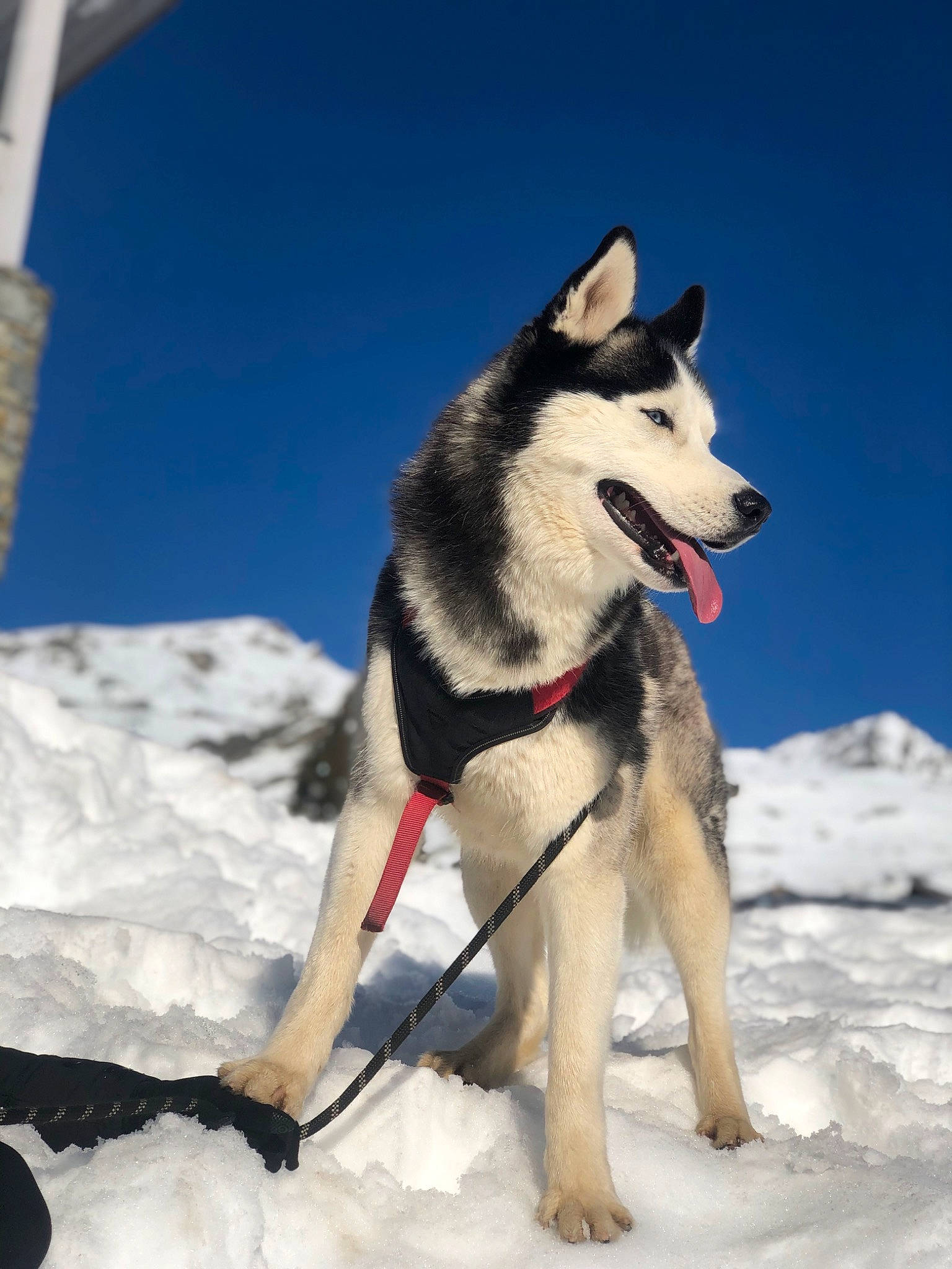 Lecko participe au concours pour gagner de l'argent avec cette photo : carnivore, collar, dog, dog_breed, dog_supply, electric_blue, freezing, glacial_landform, ice_cap, pet_supply, recreation, siberian_husky, sky, sled_dog, slope, snow, sporting_group, winter, working_animal, working_dog